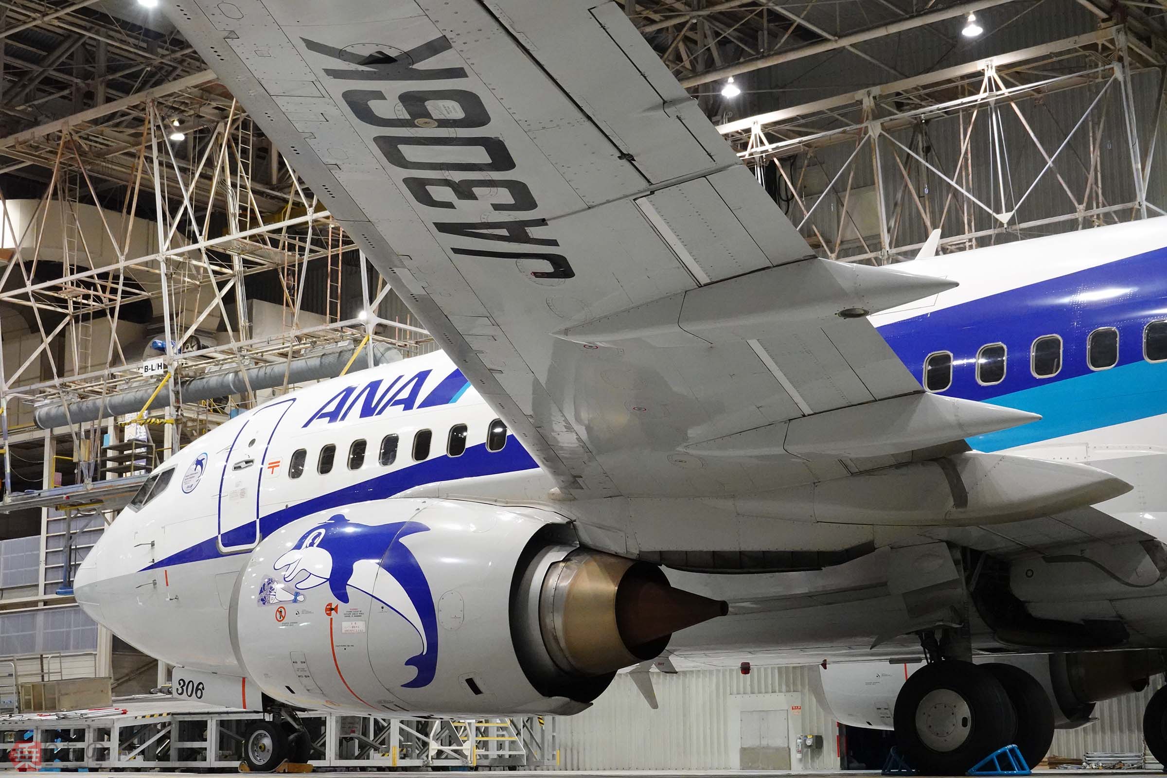 ANA シール B737-500 スーパードルフィン ステッカ 黄色 25th
