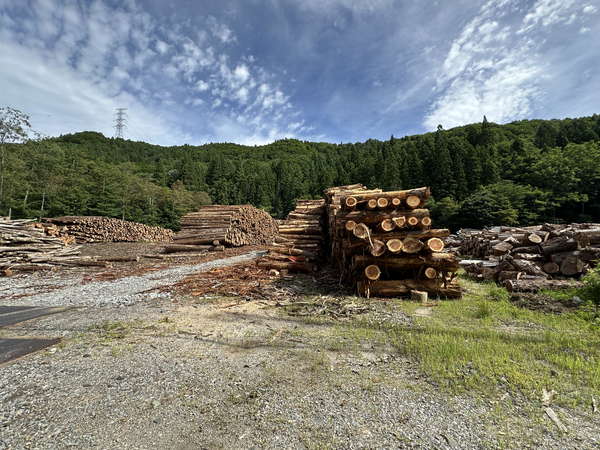 Large 20250817 01